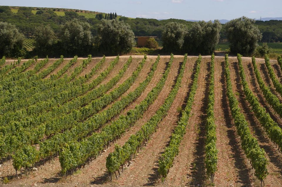 Aveiro Private Tour, Bairrada Wine Cellars & Roasted Piglet - Optional Excursions and Experiences