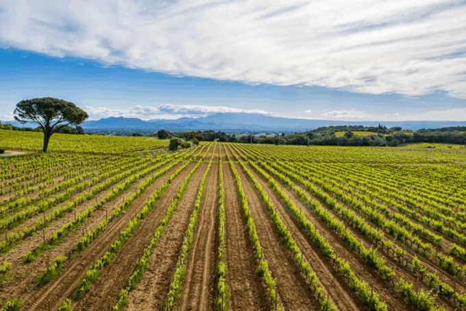 Avignon: Full Day Truffles and Chateauneuf-Du-Pape Wines - Guided Tour and Wine Tasting