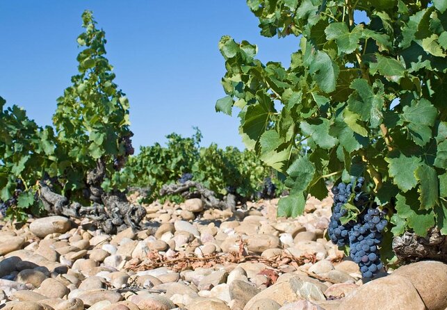 Avignons History, Local Culture & the Wines of Châteauneuf Du Pape Private Tour - Good To Know