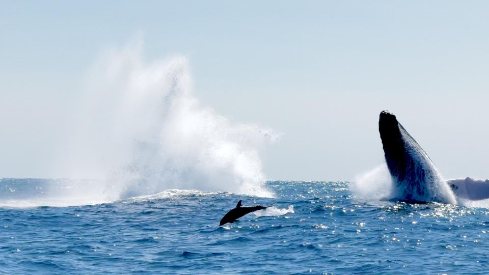 Awakening With Stars, Whales and Dolphins Boat Cruise - Key Points