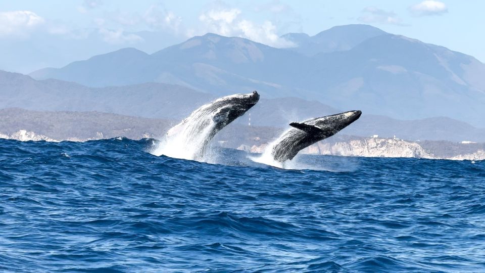 Awakening With Stars, Whales and Dolphins Boat Cruise - Pacific Ocean Sunrise Beauty