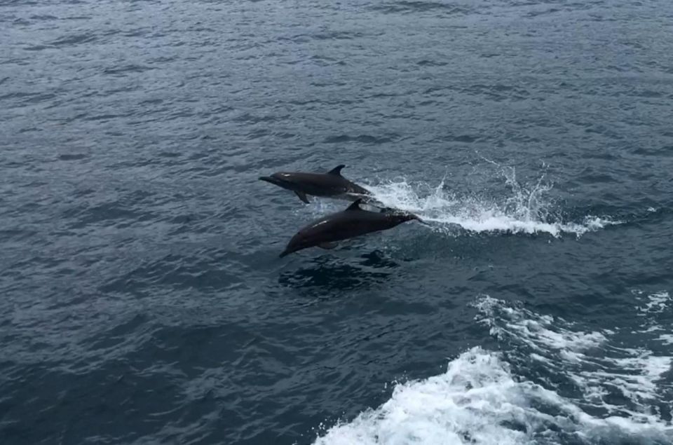 Awakening With Stars, Whales and Dolphins Boat Cruise - Comfortable Boat Amenities