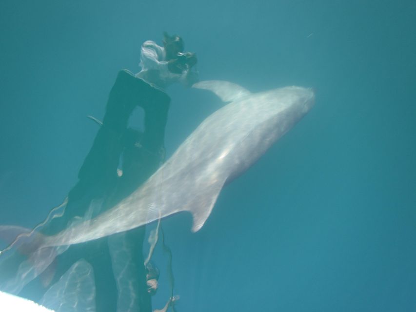 Awakening With Stars, Whales and Dolphins Boat Cruise - What to Bring