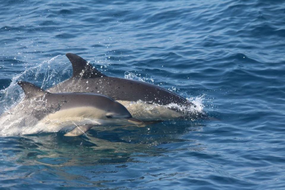 Awakening With Stars, Whales and Dolphins Boat Cruise - Activity Inclusions