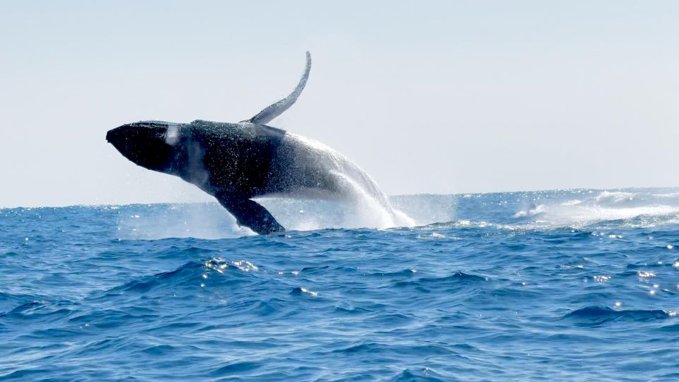 Awakening With Stars, Whales and Dolphins Boat Cruise - Frequently Asked Questions
