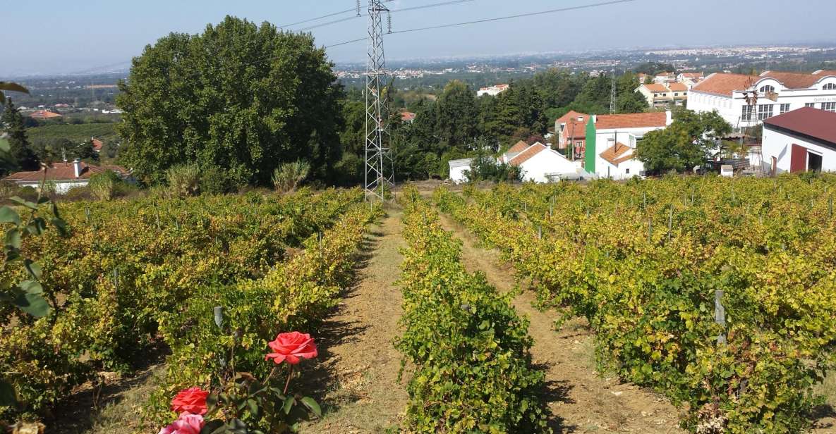 Azeitão: Private Full-Day Wine Experience From Lisbon - Highlights