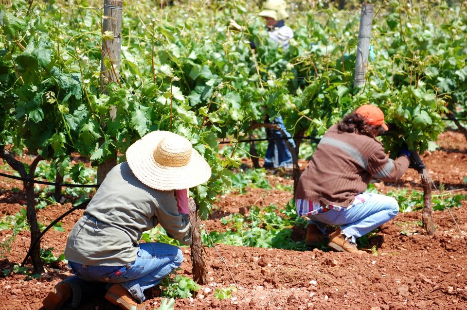 Azeitão: Private Full-Day Wine Experience From Lisbon - Important Information