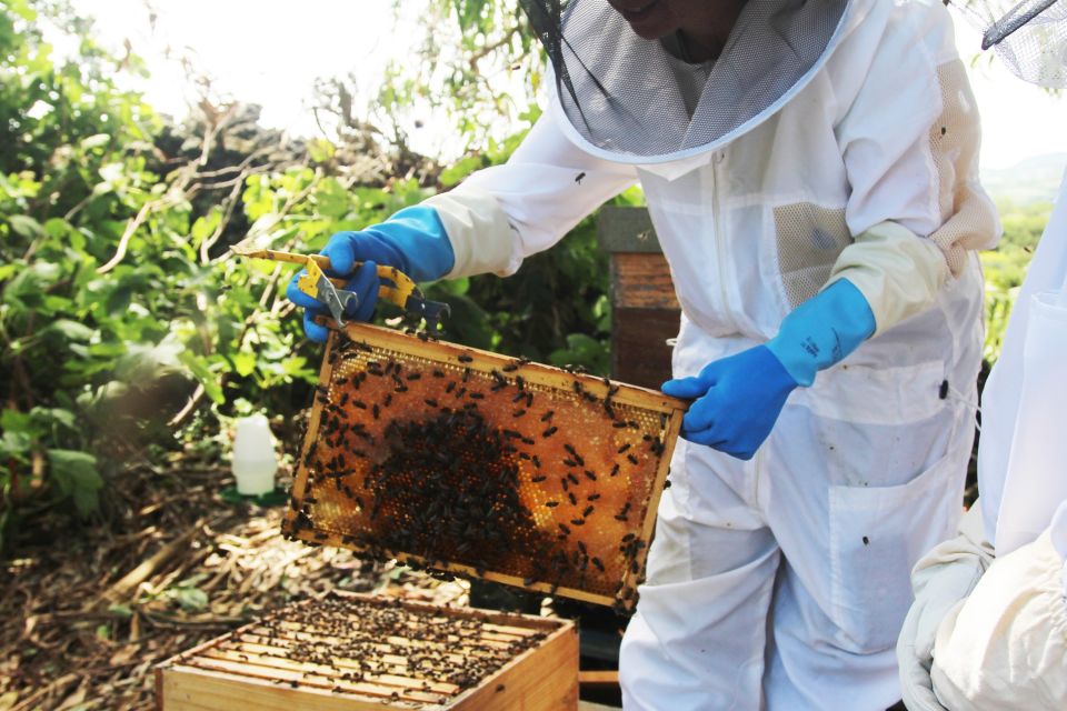 Azores Beekeeping Tour and Honey Taste - Key Points