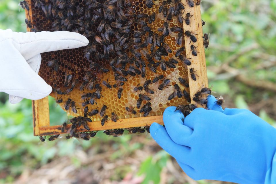 Azores Beekeeping Tour and Honey Taste - Beekeeping Suit and Mask