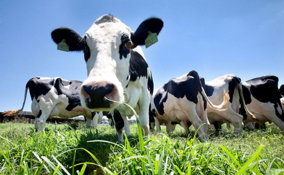Azores: Day at the Farm With Outdoor Traditional Lunch - Veal Farm Interaction