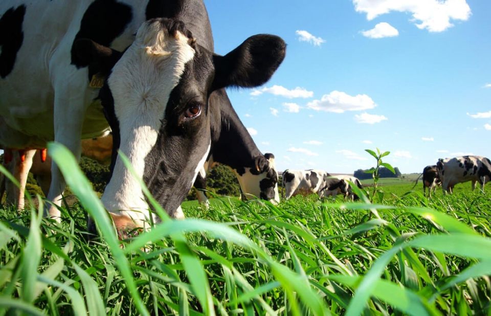 Azores: Day at the Farm With Outdoor Traditional Lunch - Dairy Farm Tastings
