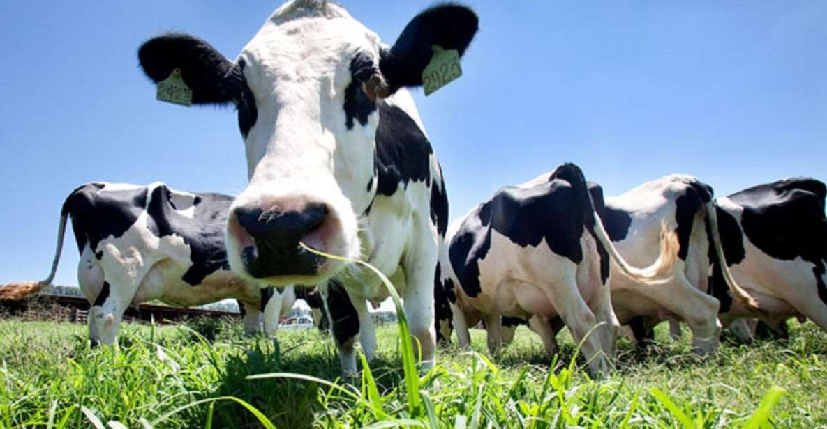 Azores: Day at the Farm With Outdoor Traditional Lunch - Packing Recommendations