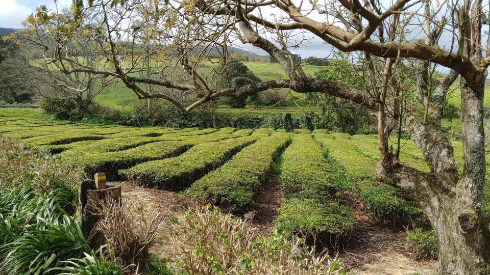 Azores: Full Day Private Tour Furnas Hot Baths & Gastronomy - Itinerary Overview
