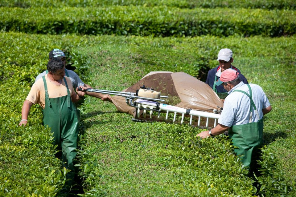 Azores: Full Day Private Tour Furnas Hot Baths & Gastronomy - Furnas Lake and Park