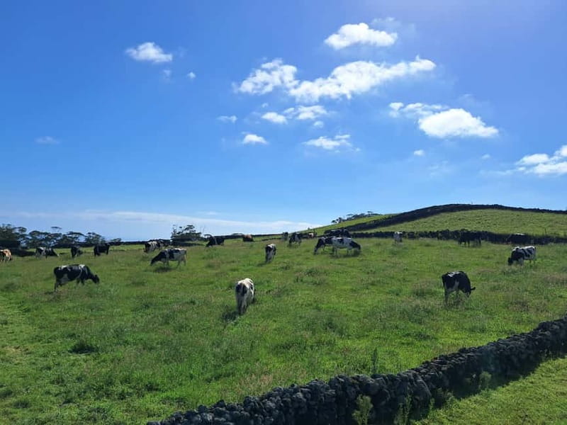 Azores: Half-Day Dairy Farm Tour - Key Points