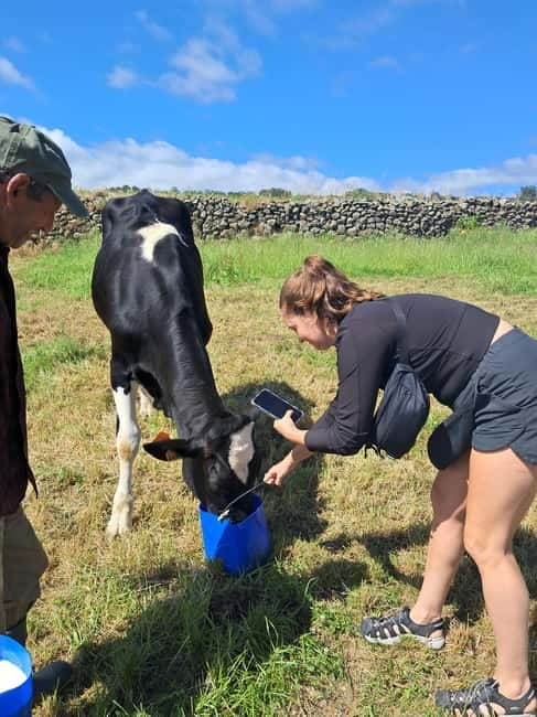 Azores: Half-Day Dairy Farm Tour - An In-depth Look at the Azores Dairy Farm Tour