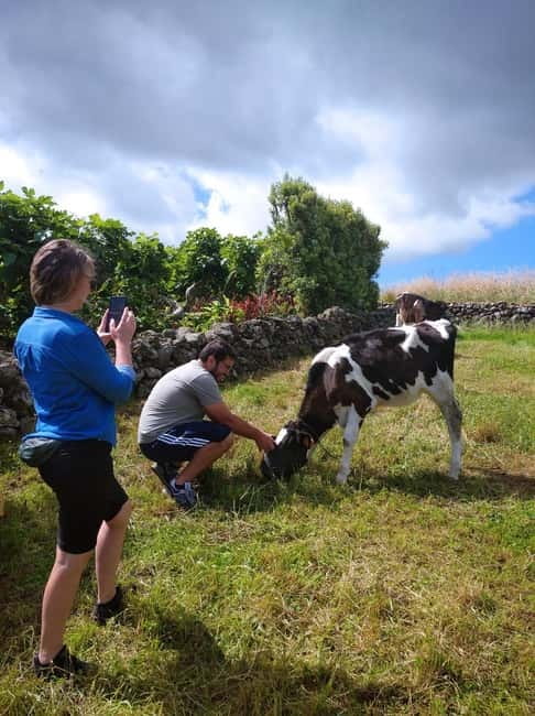 Azores: Half-Day Dairy Farm Tour - FAQs About the Azores Dairy Farm Tour