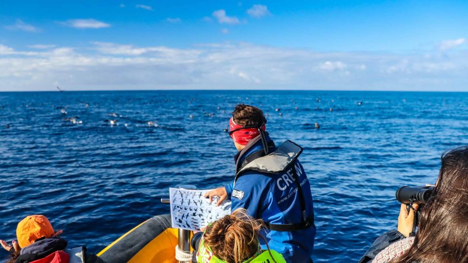 Azores Marine Birdwatching Expedition - Key Points