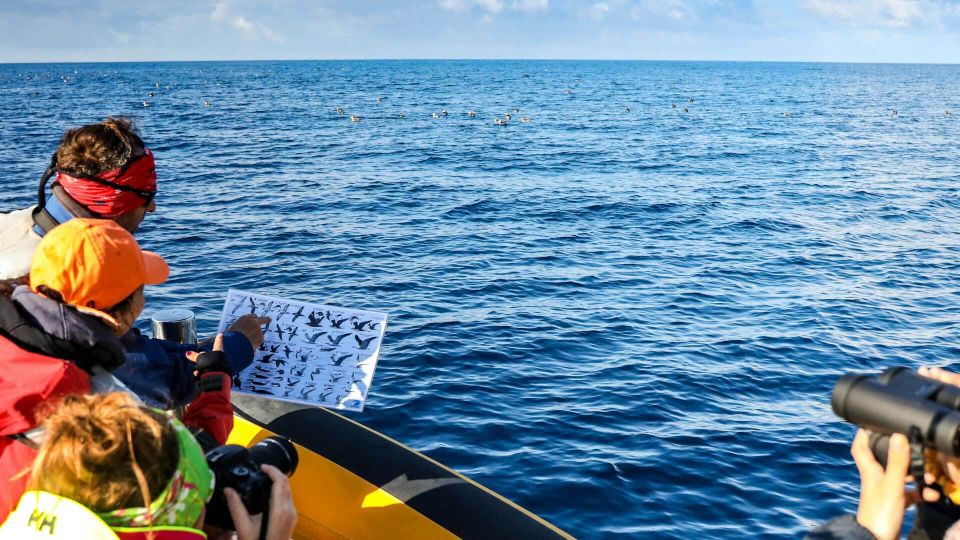 Azores Marine Birdwatching Expedition - Highlights