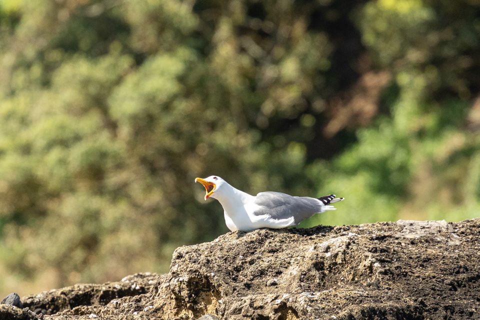 Azores Marine Birdwatching Expedition - Meeting Point