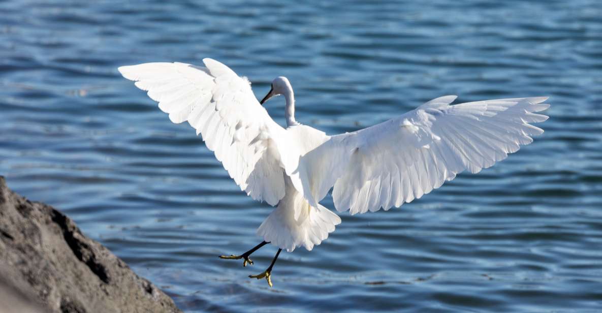 Azores Marine Birdwatching Expedition - Optional Destinations