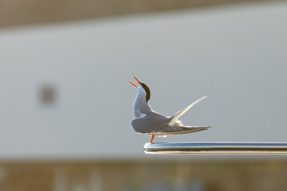 Azores Marine Birdwatching Expedition - Boat Cruise Details