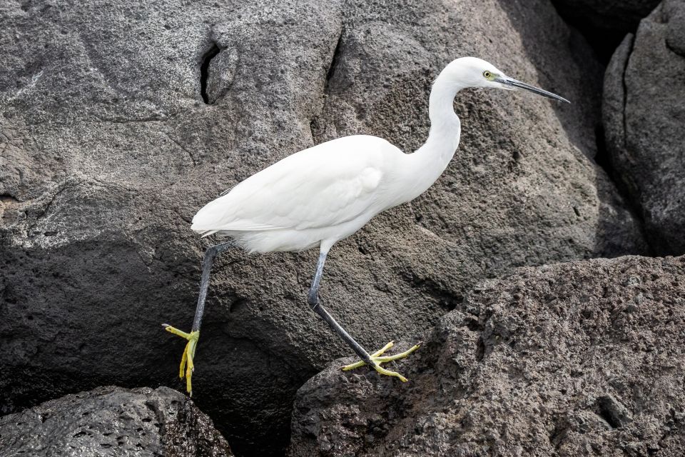 Azores Marine Birdwatching Expedition - Safety and Equipment