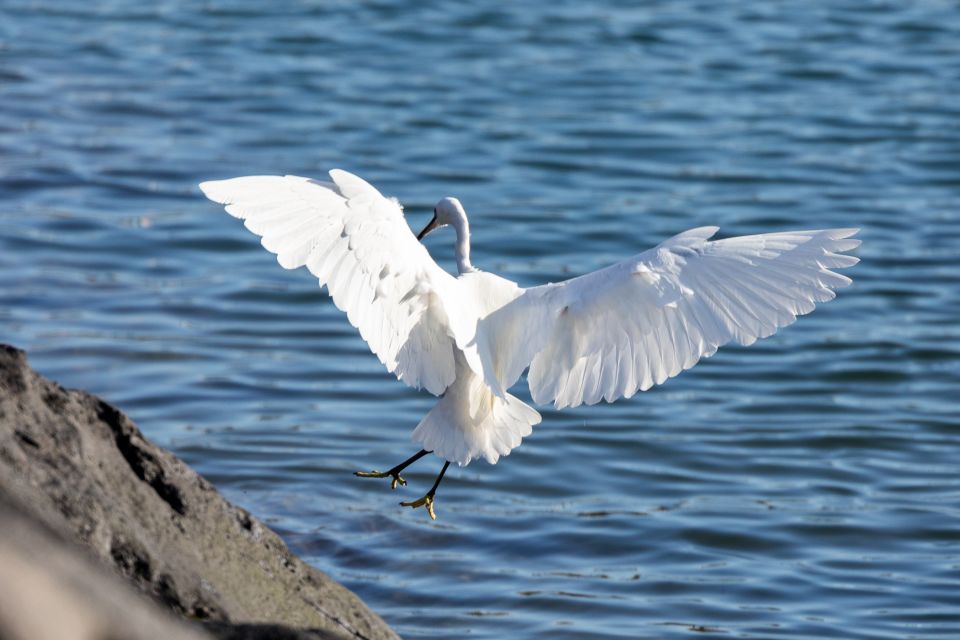 Azores Marine Birdwatching Expedition - Frequently Asked Questions