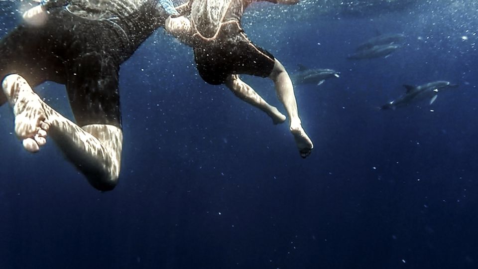 Azores: Swim With Dolphins Atlantic Experience - Dolphin Encounter