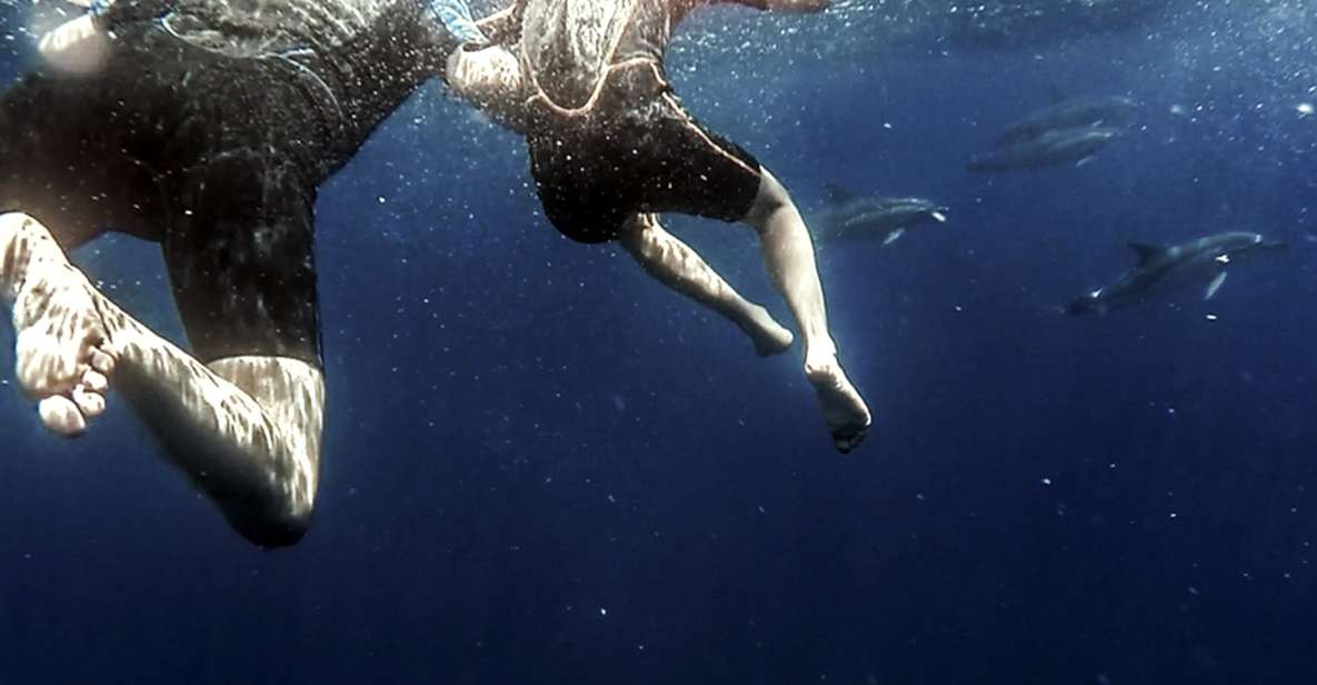 Azores: Swim With Dolphins Atlantic Experience - Snorkeling Adventure