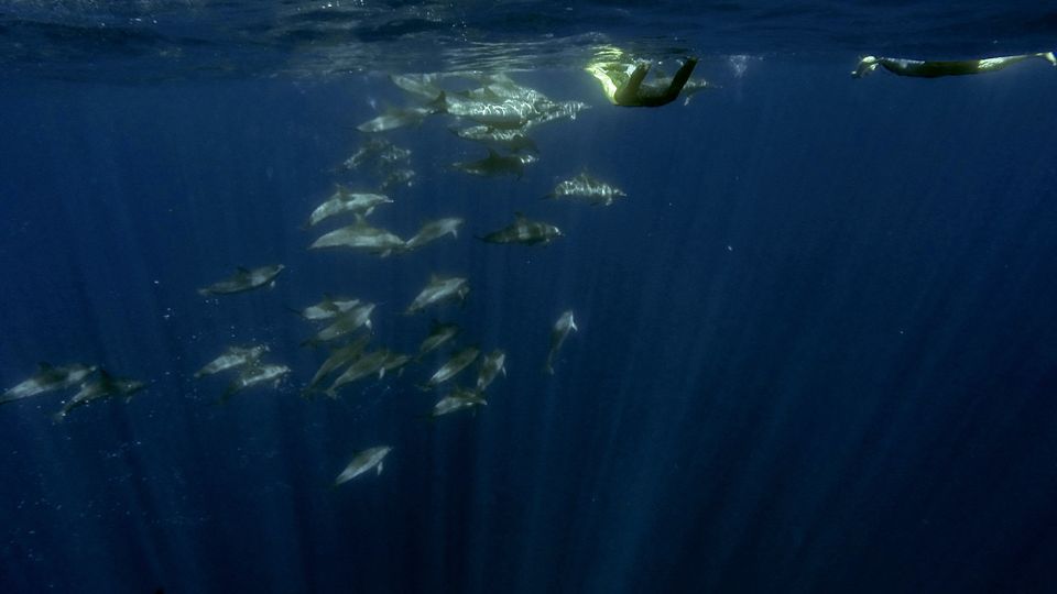 Azores: Swim With Dolphins Atlantic Experience - Wildlife Guides