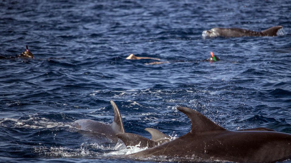 Azores: Swim With Dolphins Atlantic Experience - Safety and Gear
