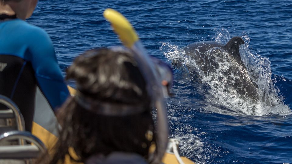 Azores: Swim With Dolphins Atlantic Experience - Important Restrictions