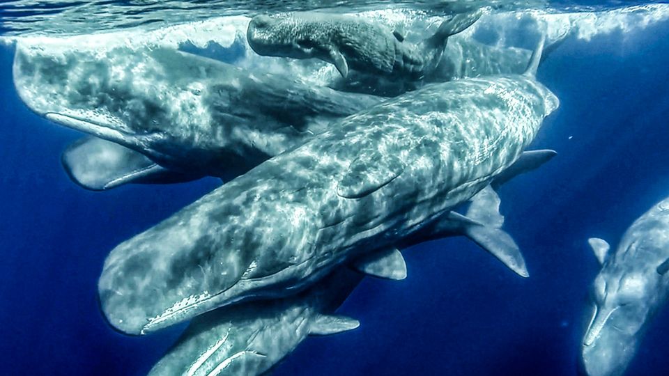 Azores: Whale Watching and Islet Boat Tour - Observing Whales, Dolphins, and Turtles