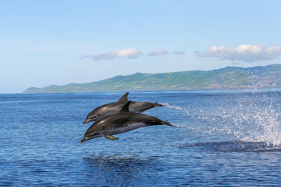 Azores: Whale Watching and Islet Boat Tour - Exploring the Azores Islands Biodiversity