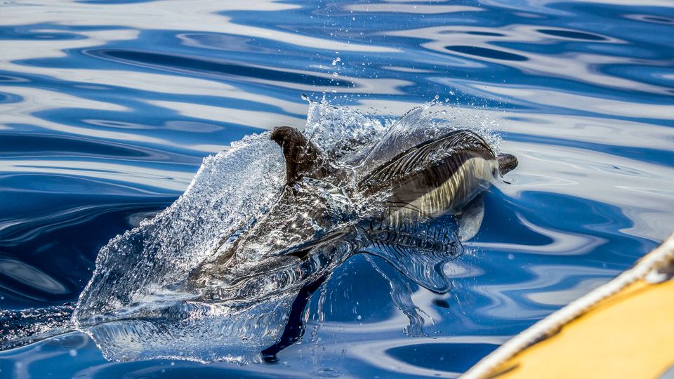 Azores: Whale Watching and Islet Boat Tour - Boat Cruise for Whale Watching