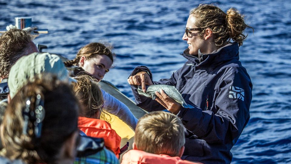 Azores: Whale Watching and Islet Boat Tour - Free Time and Shopping at Marina