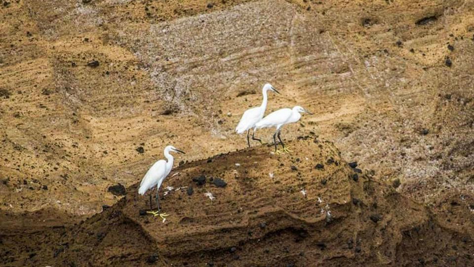 Azores: Whale Watching and Islet Boat Tour - Tour Inclusions and Restrictions