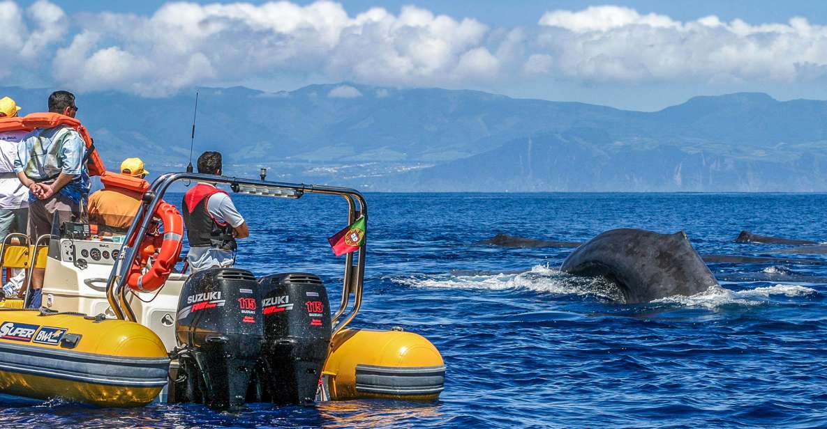 Azores: Whale Watching and Islet Boat Tour - Frequently Asked Questions