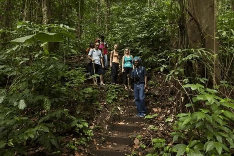 Babonneau/Castries: Rainforest Zip Line, Tram, and Hike Tour - An In-Depth Look at the Experience