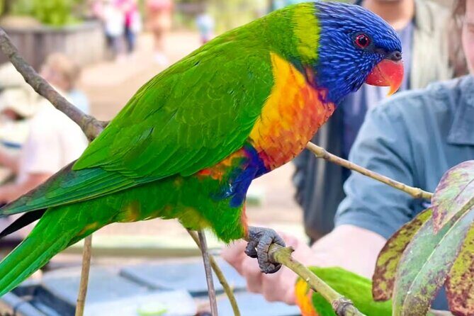 Baby Animals, Boomerangs and BBQ Lunch - A Detailed Look at the Itinerary