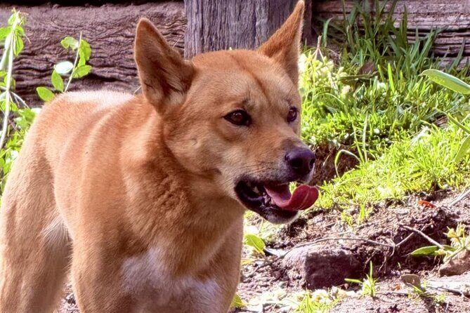 Baby Animals, Boomerangs and BBQ Lunch - Who Should Book This Tour?