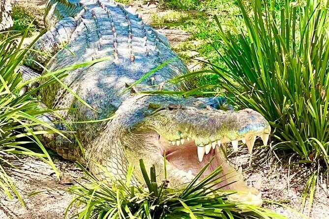 Baby Animals, Boomerangs and BBQ Lunch - FAQs