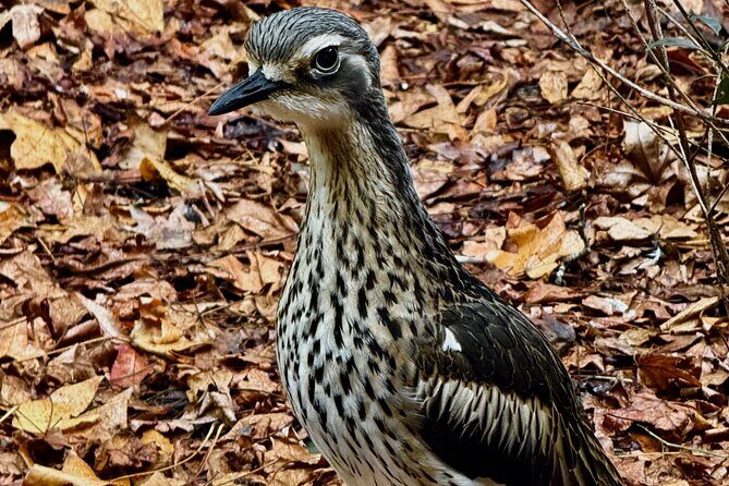 Baby Animals, Boomerangs and BBQ Lunch - Final Thoughts