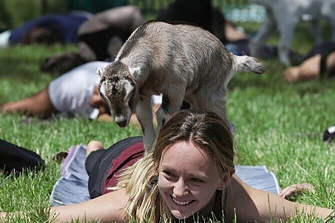 Baby Goat Cuddling and Wine Tour - A Closer Look at the Baby Goat Cuddling and Wine Tour