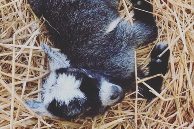 Baby Goat Cuddling and Wine Tour - Final Thoughts