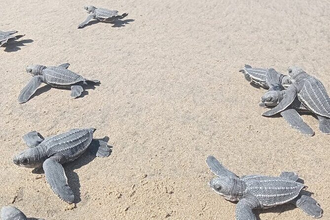 Baby Sea Turtle Releasing Sightseeing Tour with Luis de la Maza - An In-Depth Look at the Tour Experience