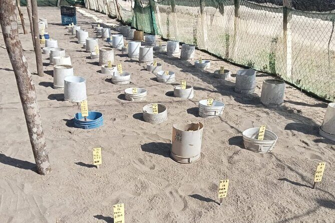 Baby Sea Turtle Releasing Sightseeing Tour with Luis de la Maza - FAQ