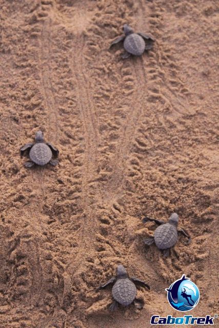 Baby Turtle Release - Insights From Marine Biologist