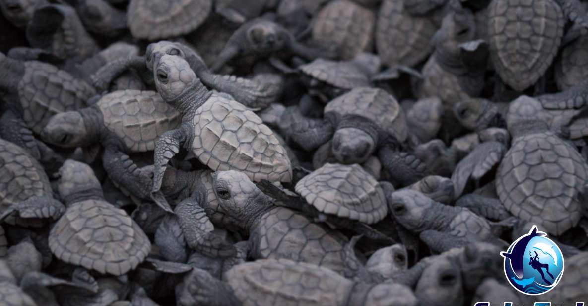 Baby Turtle Release - Activity Highlights and Inclusions